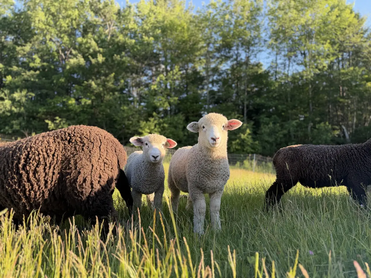 Young white and black sheep standing in a sunlit Vermont pasture